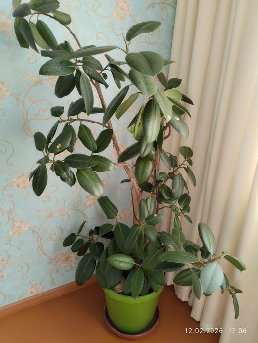 Продам цветок,комод