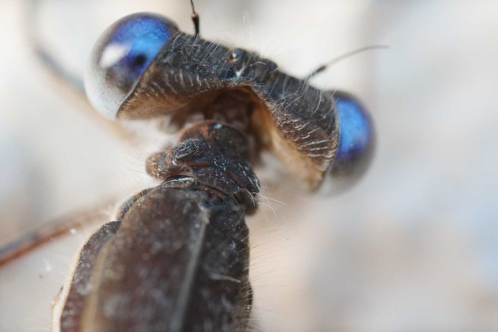 Obiectiv Laowa Macro L mount