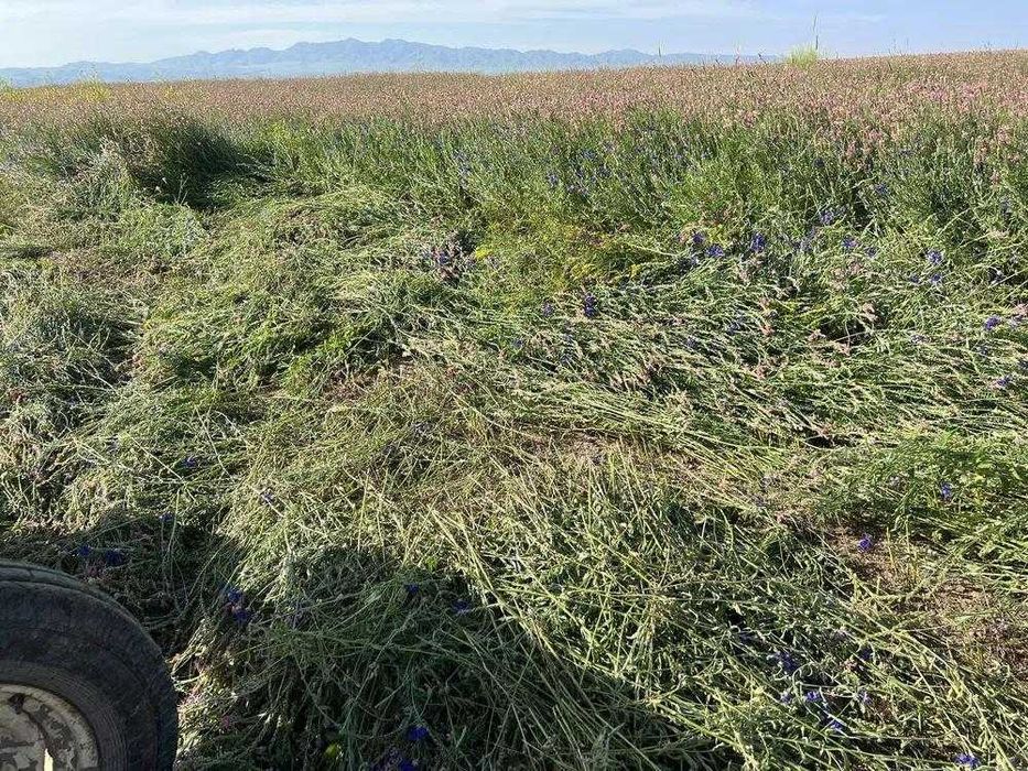 Продажа эспарцета высшего качества