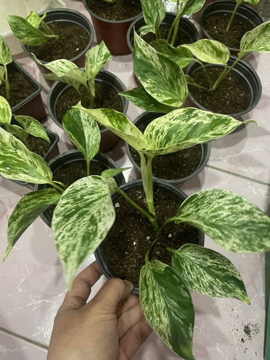 Эпипремнун сциндапсус марбл квин