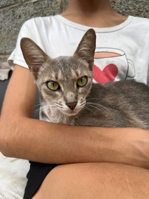 Абиссинская кошка