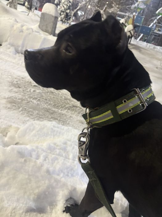 Продам питбуля в добрые руки