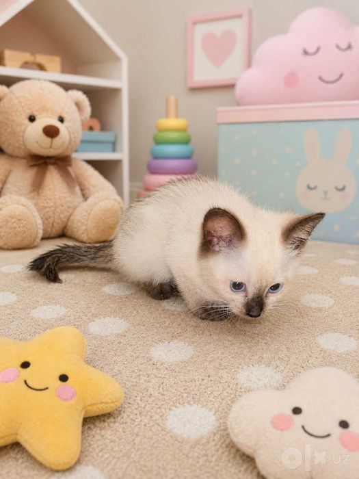 Котятки сиамские домашние
