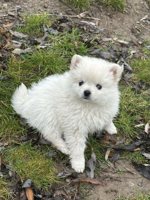 Женски немски шпиц