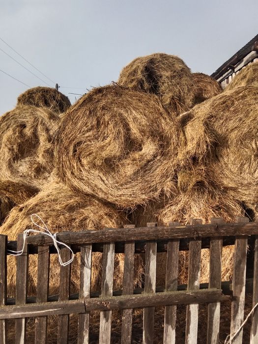 Рулон шөп. Жазда дайындалған.летний покос