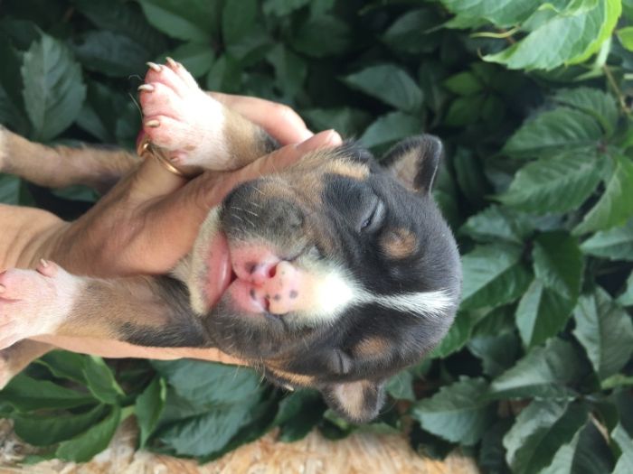 американский булли