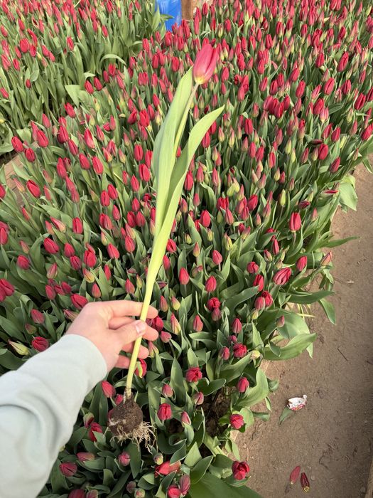 Огромные тюльпаны на 8 марта!