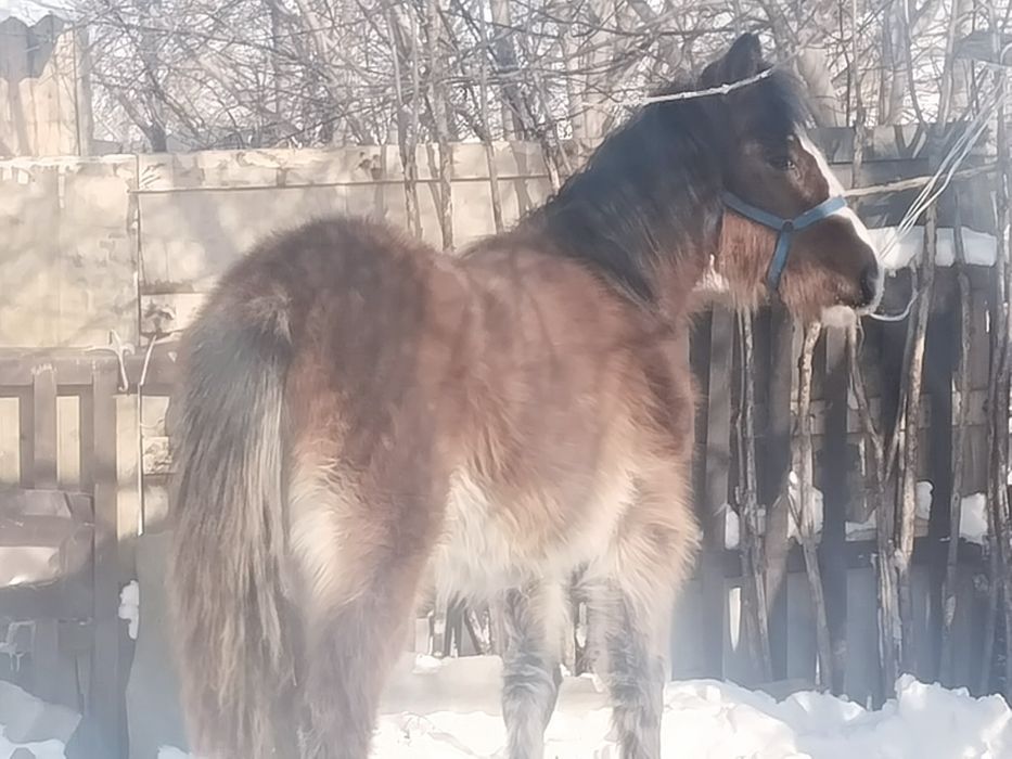 Продаётся тай (молодая лошадь).