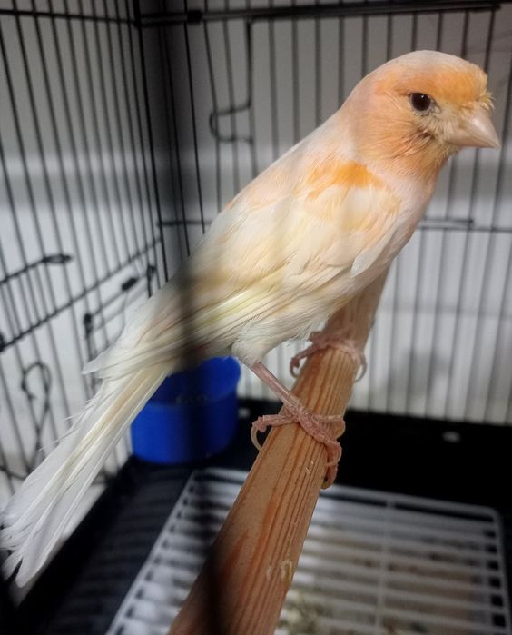 Kanareka moda bez petno sotladi