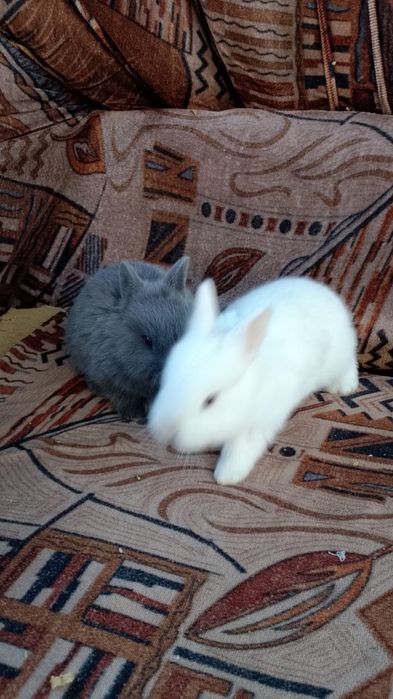 Кролики декоративные