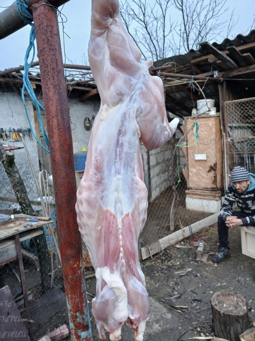 Vînd iepuri hycole francez