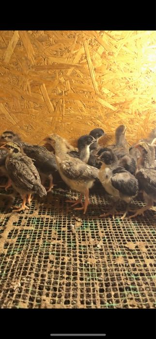 Гигант барвистая