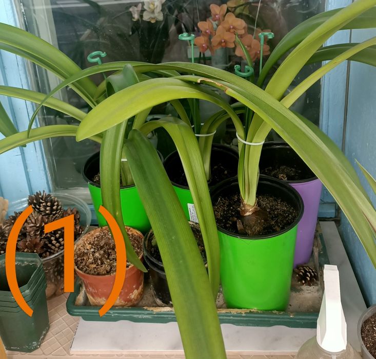 Продам комнатное растения