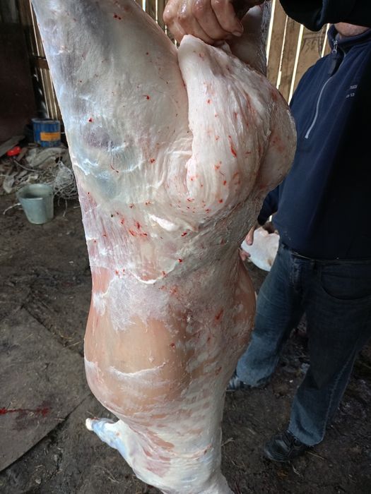 Продам жирных овечек.