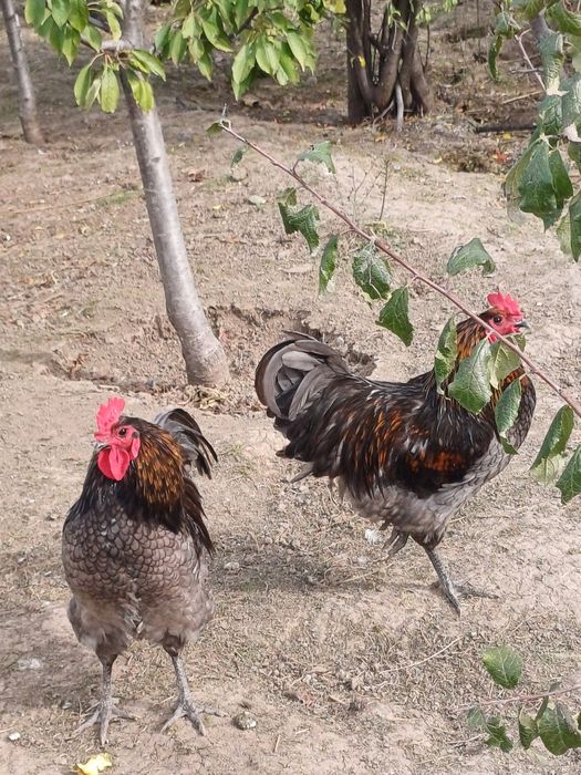 Cocos austrolop deosebiti