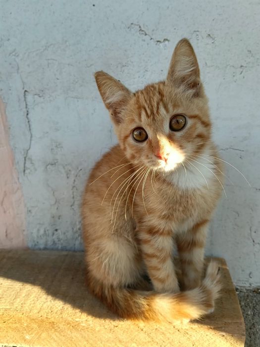 Котенок в Хорошие Руки