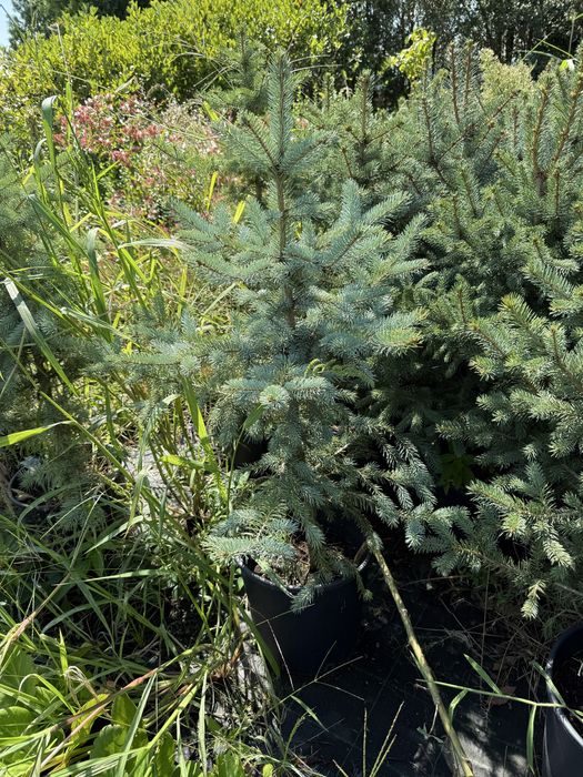 Лвйландски кипарис