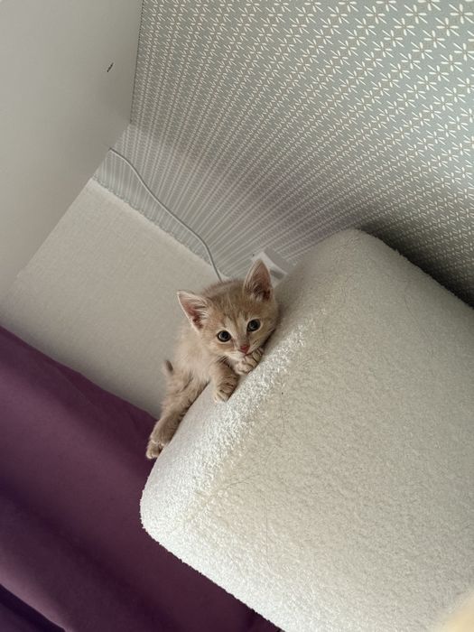 Отдаю в хорошие руки котенка