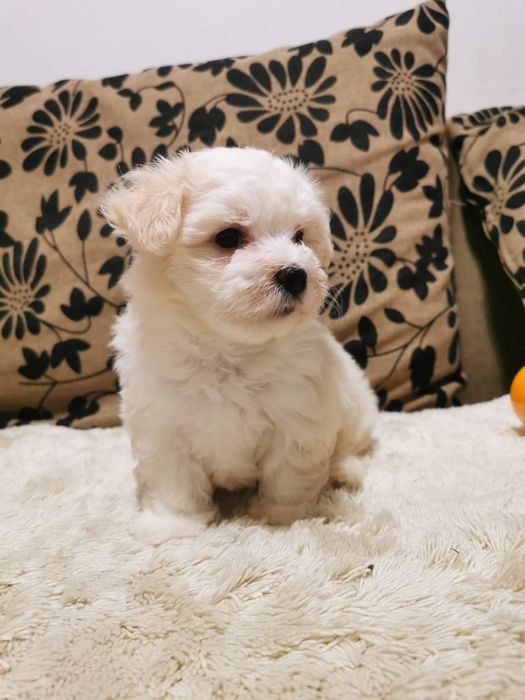 Asigur transport !!! Pui Bichon Maltez femela foarte mica si dragalasa !!!