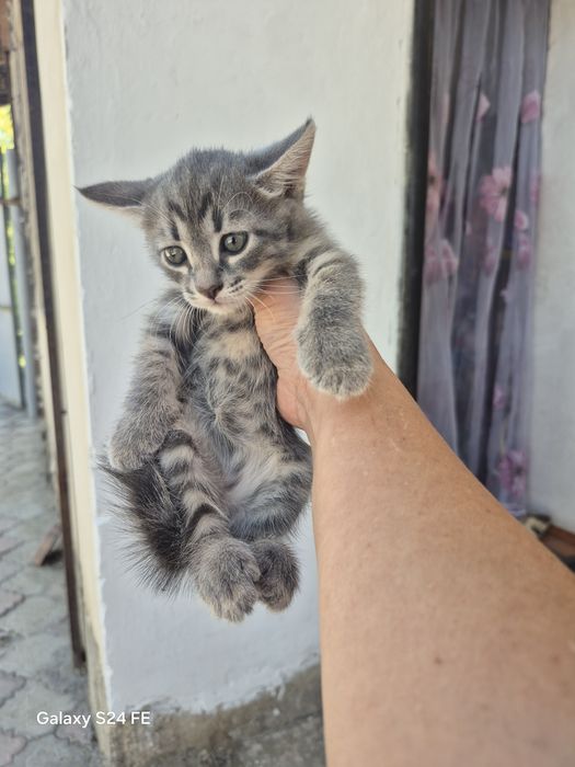 Продам котенка 1