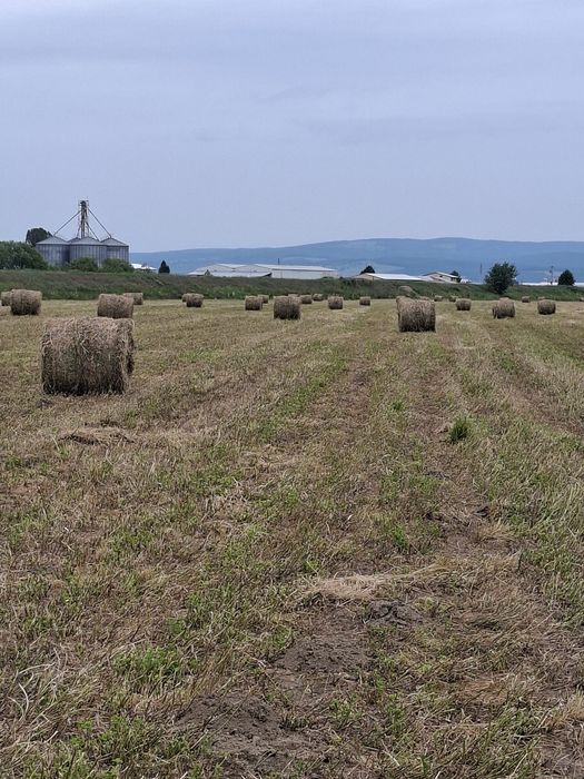 Baloți de lucernă de vânzare.
