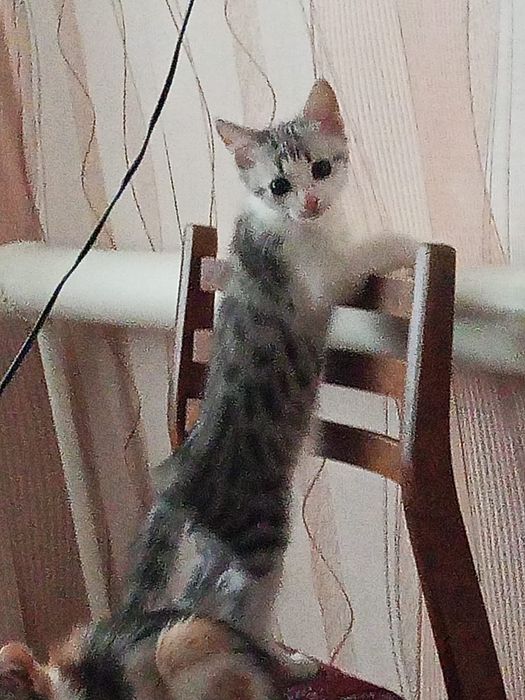 Отдам даром котят