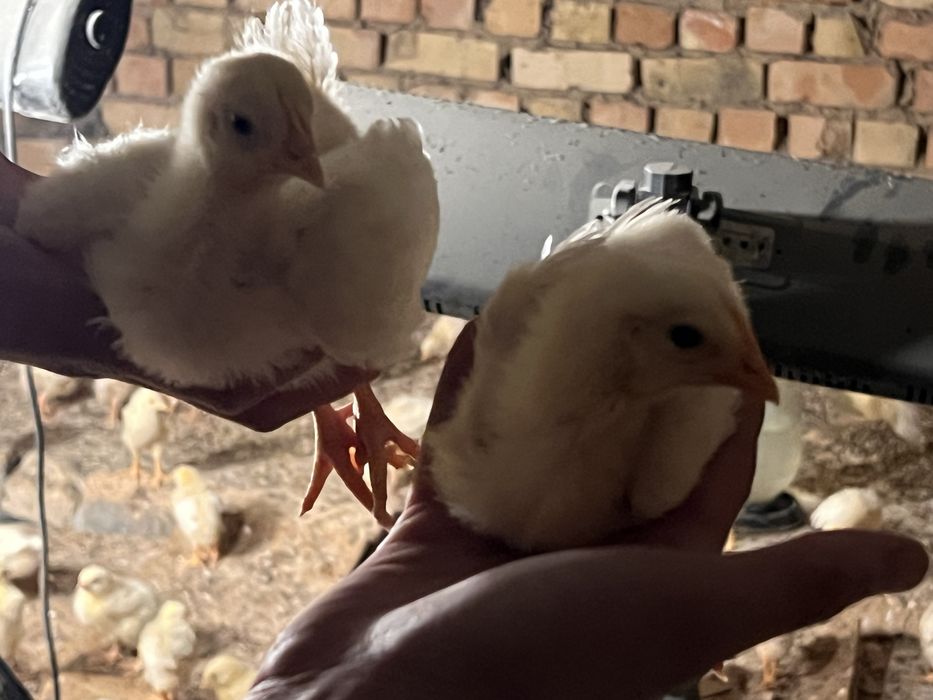 Joja broller sogʻlom