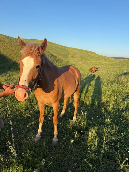 Vând cârlană, nu a fost pusă la căruță niciodata!