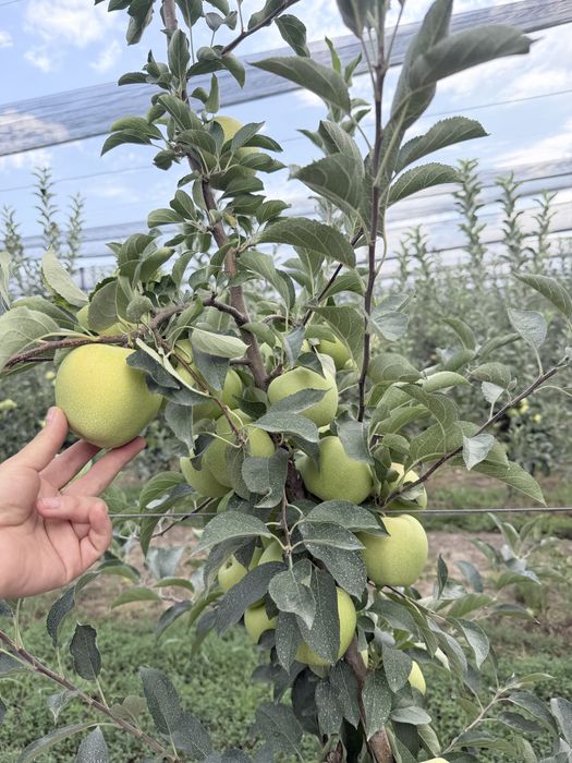 Продам яблоки оптом из интенсивного сада