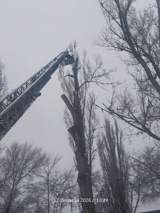 Спил деревьев обрезка плодовых деревьев