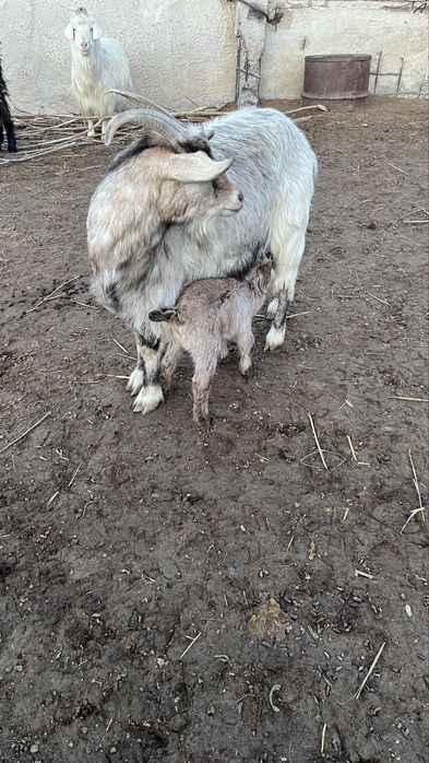 Лақты ешкі сатылады.