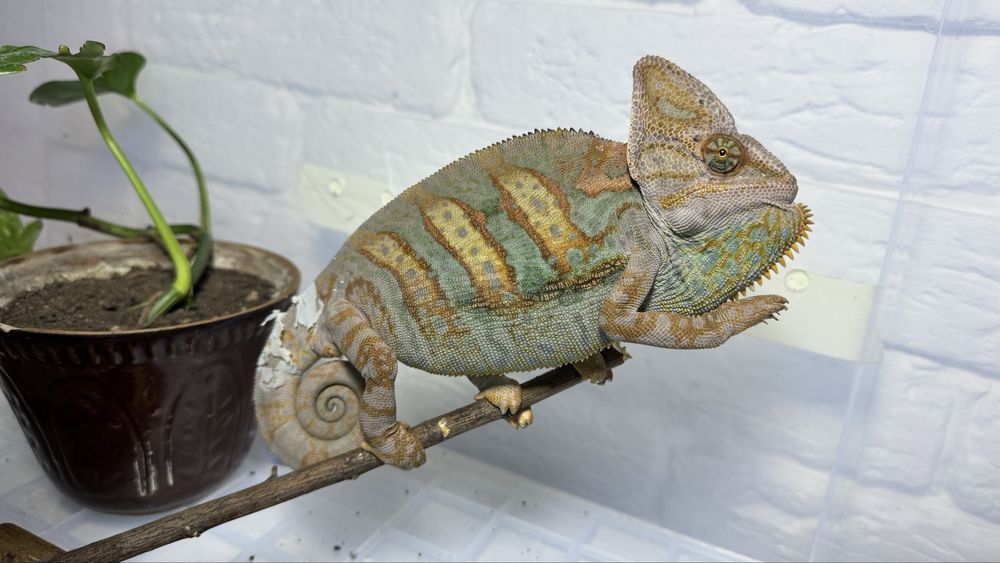 Йеменский хамелеон