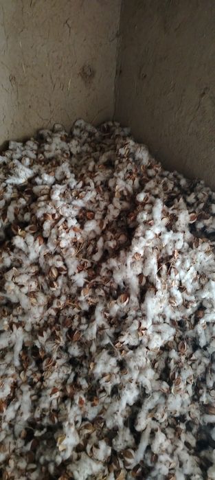 Tin. Tin paxtani chigitdan ayirish. Va qayta. Ishlash