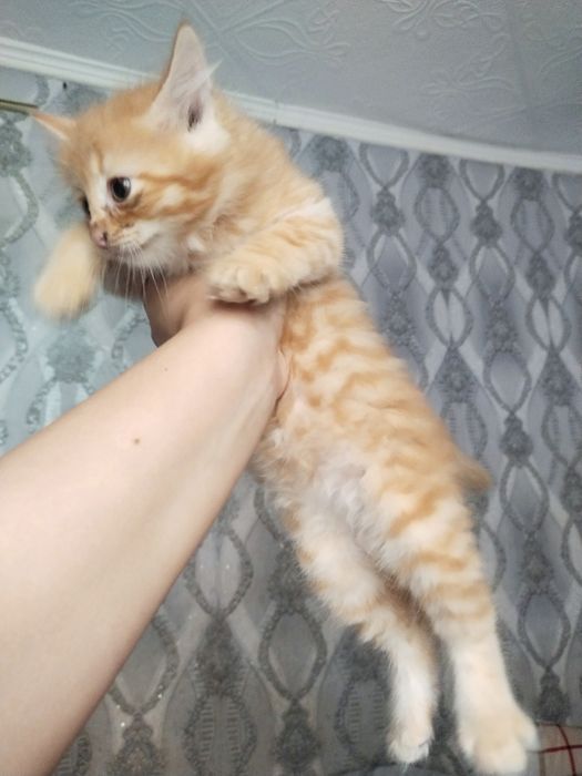 Рыжие котята девочки ищут дом