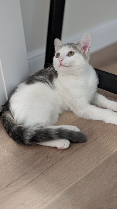 Котенок Девочка 3мес Очень Ласковая