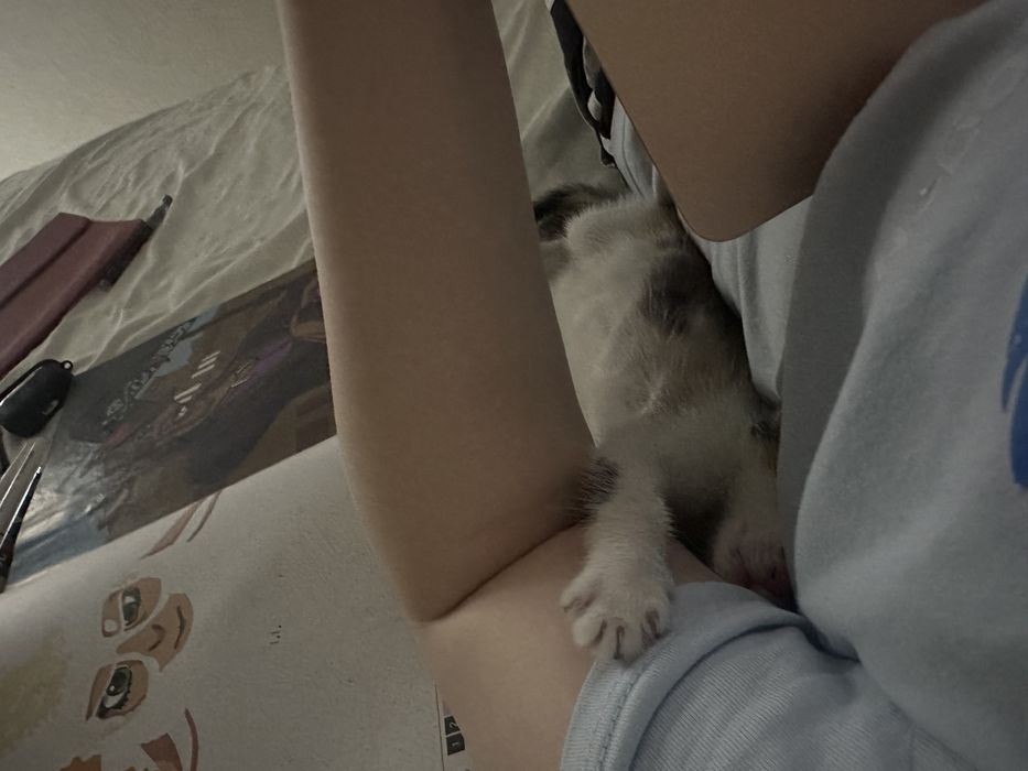 Отдам в добрые руки котенка