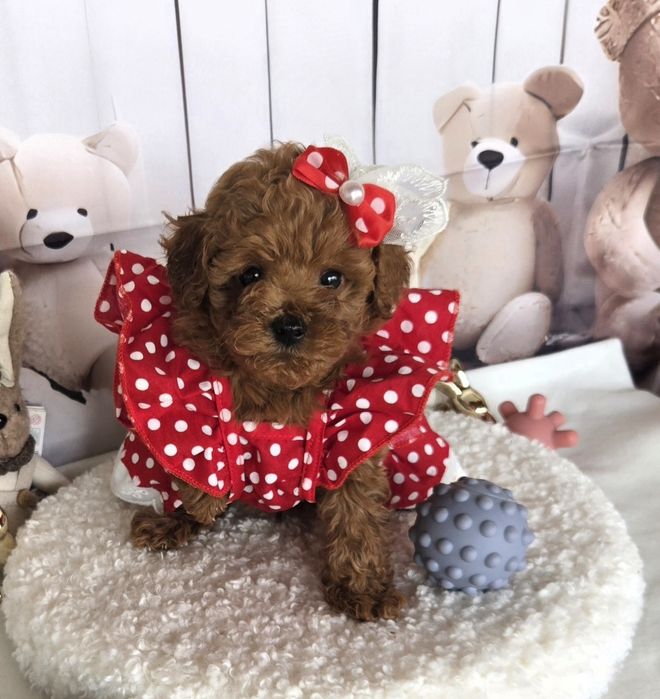 Пудел той /Poodle toy с родословие