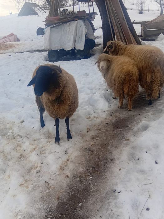 Oi de vânzare 3 buc