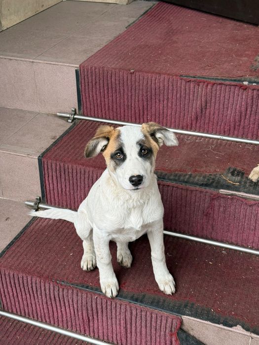 Отдам собак бесплатно, Алматы