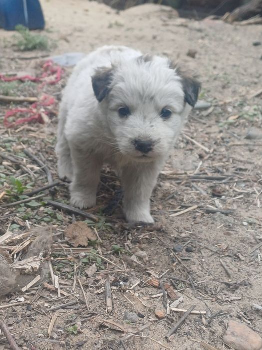 Отдам щенков в добрые руки