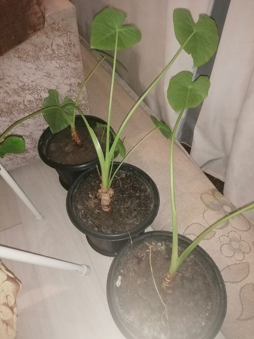 Комнатные цветы разные