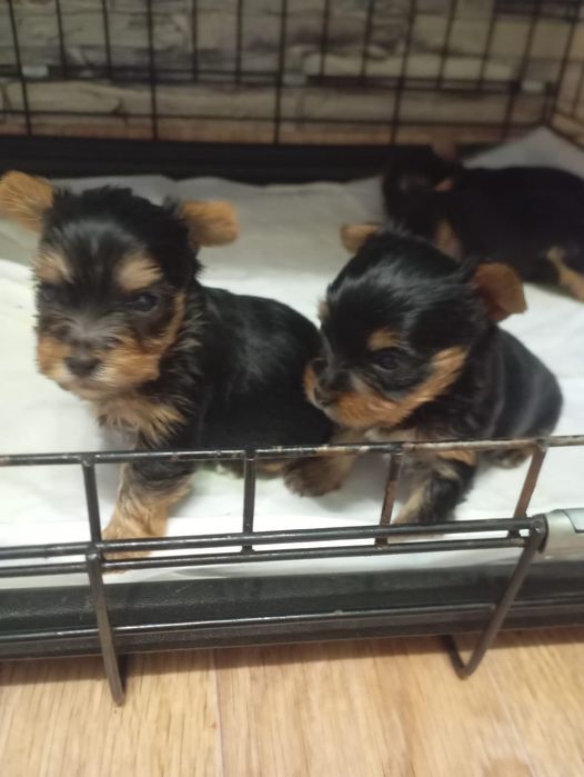 Щенки  Йорков бронь