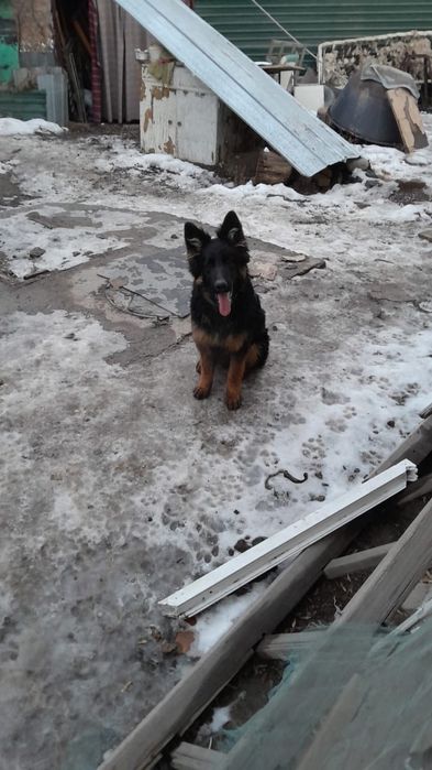 Щенки немецкой овчарки