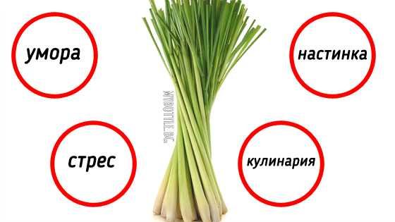 Лимонева трева - Разсад, СЕЗОННА РАЗПРОДАЖБА !!!