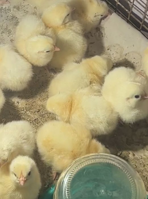 Адлер балапан цыпленок