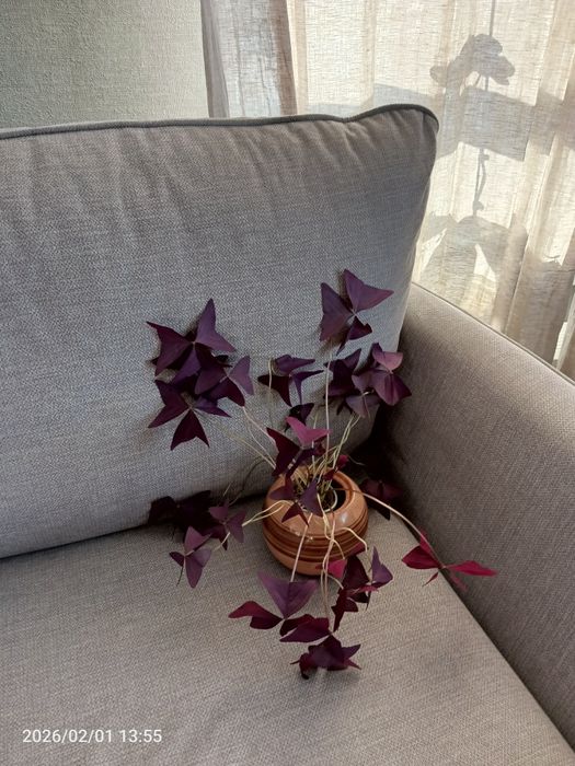 Кислица/оксалис бордовая