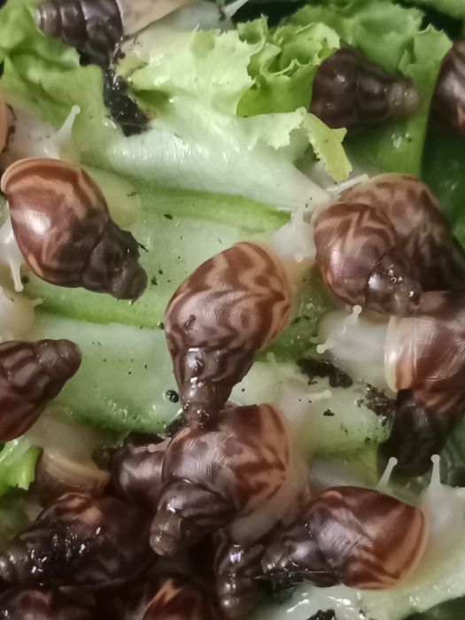 ulitka Sotiladi Ahatina paroda