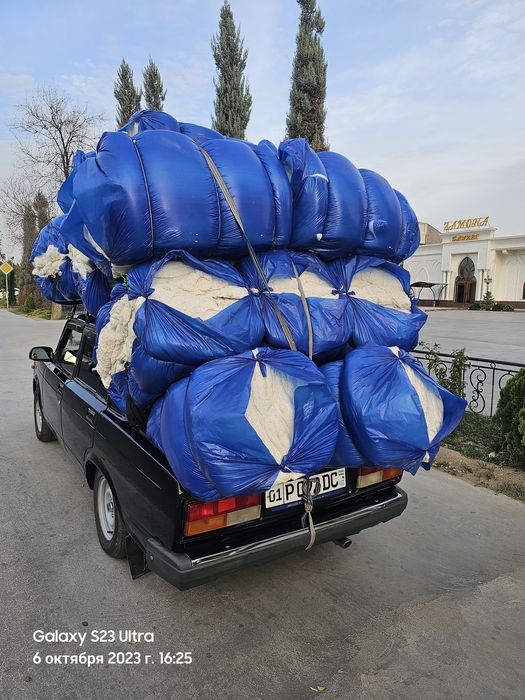 Той пахта toy paxta oq