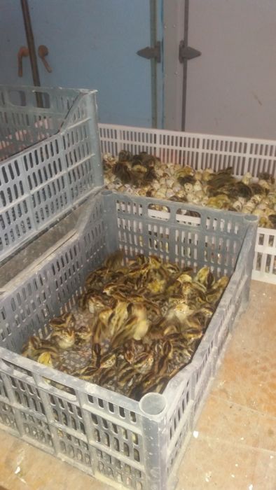 Уругланган бедана тоза япон тухуми инкубатциони перепелиние яйца бедон