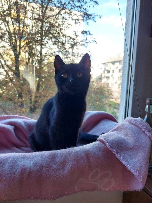 Подарявам малко черно женско коте с ваксини и осигурена кастрация